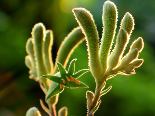 カンガルーポー・・・ Alex's Garden Lesson 95 : Alex's Garden Party♪