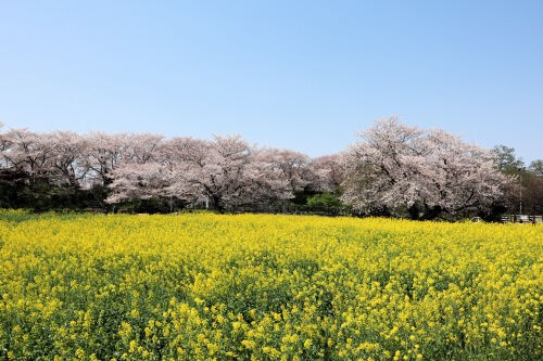 菜の花・・・Alex's Garden Lesson75 : Alex's Garden Party♪