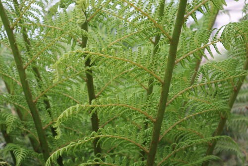 Alexの「お薦めの植物シリーズ」今日は、A.オージープランツ：23