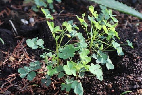 我が家の雑草図鑑・・・Alex's Garden Lesson 239 : Alex's Garden