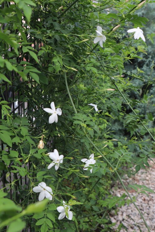 ジャスミン・ホワイトプリンセス/Jasminum polyanthum : Alex's Garden
