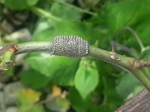 薔薇の害虫の季節 Alex S Garden Party