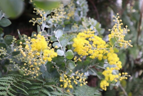 Alexの「お薦めの植物シリーズ」A.オージープランツ1）パールアカシア