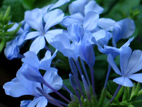 ルリマツリ・・・我が家の庭木（29） : Alex's Garden Party♪