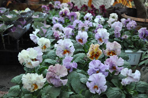 今日から師走 ロースハム サラミの作り方 Alex S Garden Party