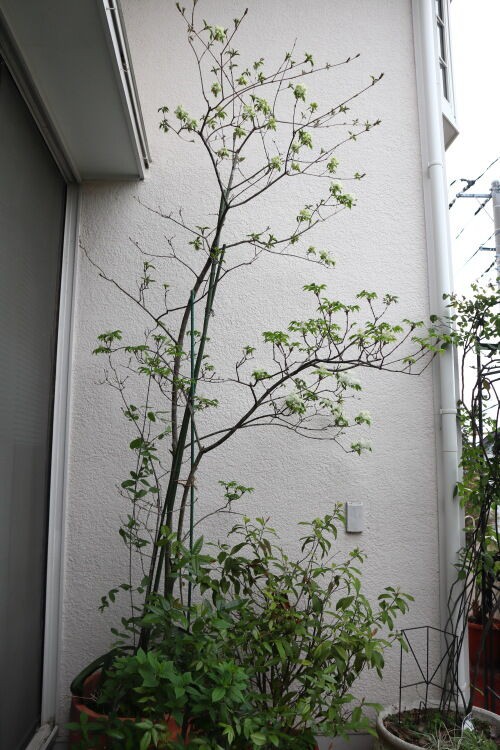 158）アオダモ : Alex's Garden Party♪