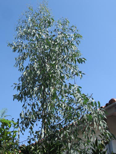 レア種　ユーカリ　リズドニー ユーカリの薫るベランダで | ユーカリ紹介 | ユーカリ・リズドニー