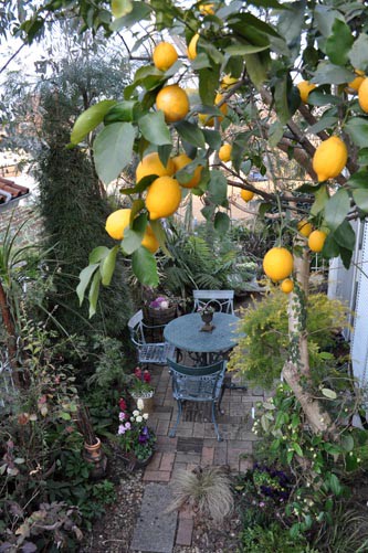 お薦めのレモンの木・・・Alex's Garden Lesson 96 : Alex's Garden