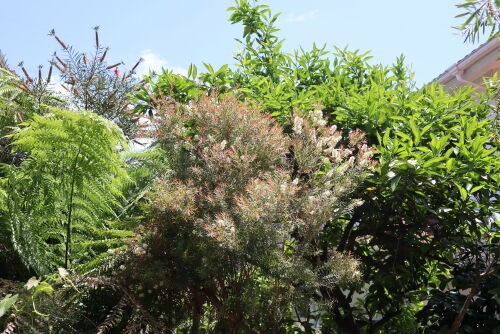 オージープランツ　メラルウカ　レッドジェム　120cm① 楽天市場】メラレウカ レッドジェム 樹高 60-80cm ティーツリー