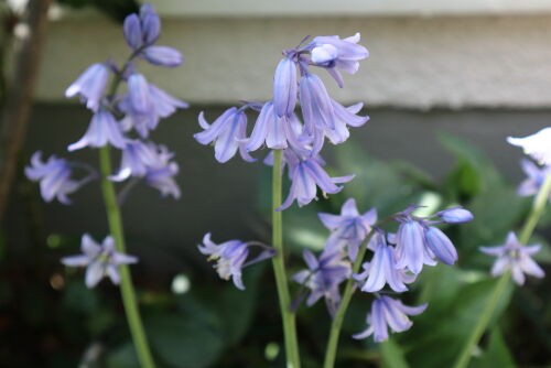 Alexの「お薦めの植物シリーズ」B、初夏の花 ５、シラーカンパニュラ