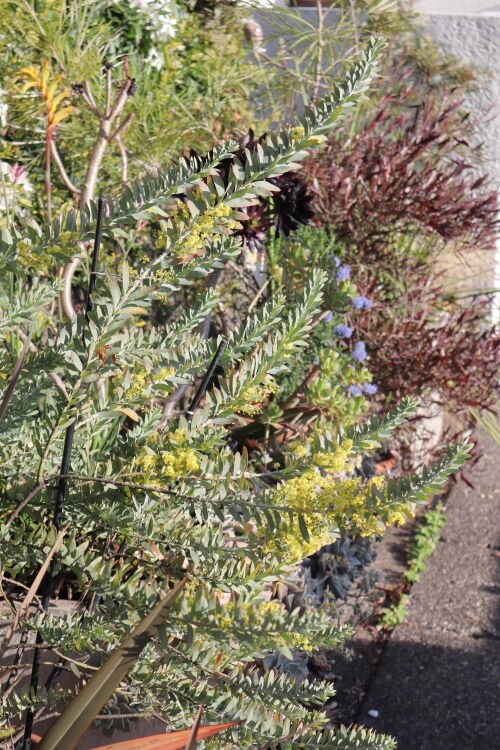 Alexの「お薦めの植物シリーズ」今日は、A.オージープランツ：9