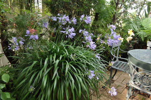 鉢植えアガパンサスの咲く庭 サラリーマンの趣味の卒業小論文５年後の検証１９ Alex S Garden Party