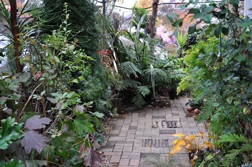 シダ研究者へ日本羊歯類圖集　全３巻揃　復刻 総集編・・羊歯 : Alex's Garden Party♪