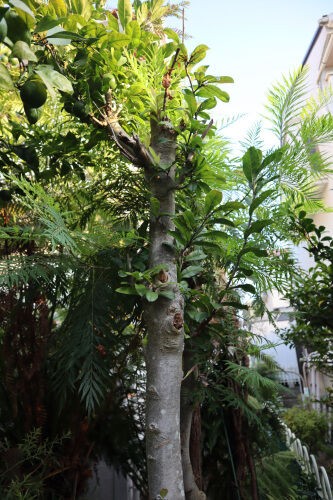 コブシ 我が家の庭木 ４６ Alex S Garden Party