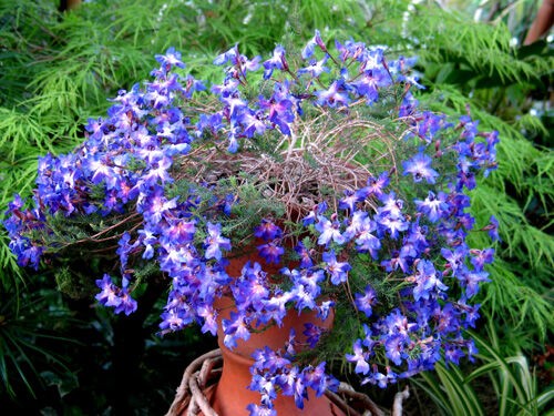 Alexの「お薦めの植物シリーズ」A.オージープランツ：4）初恋草