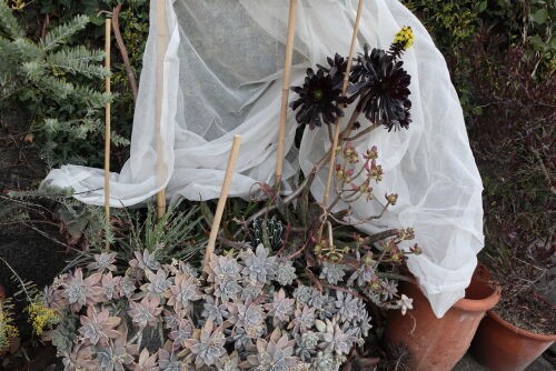 越冬植物等40鉢　まとめて譲渡 越冬植物等 44鉢一括譲渡