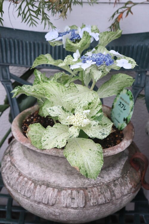 輸入アジサイ　大株　お得 輸入アジサイ 大株 お得