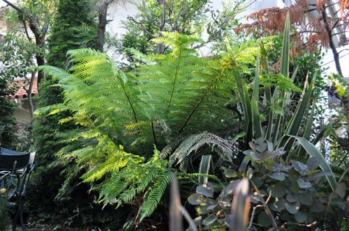 ディクソニア：新しい庭におすすめの植物シリーズ（2） : Alex