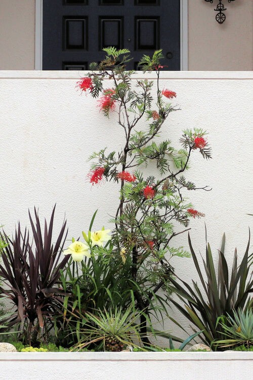 現品】グレビレア・ロビンゴードン グレビリア 10号 SB番 グレビレア