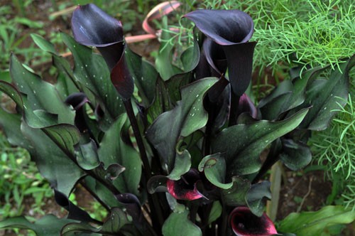 カッコいい黒花 黒葉 Alex S Garden Party