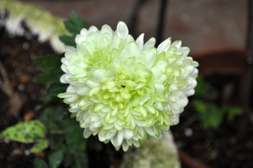 見直したい日本の国花 菊 Alex S Garden Party