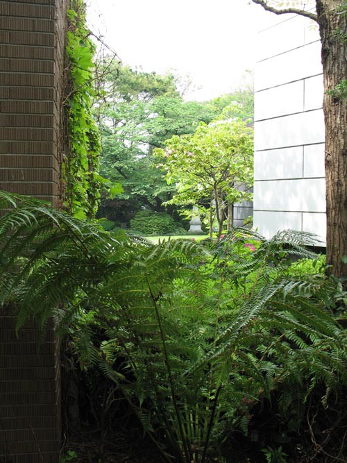 ディクソニア：新しい庭におすすめの植物シリーズ（2） : Alex's