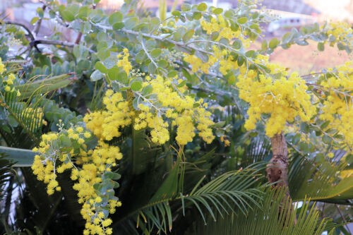 アカシア花粉症 Alex S Garden Party