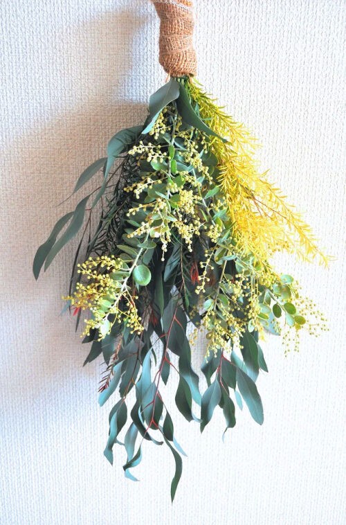 春を告げる黄色い花（11）パールアカシア : Alex's Garden Party♪