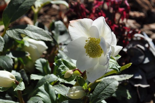 クリスマスローズを実生１年で開花させる方法 Alex S Garden Party