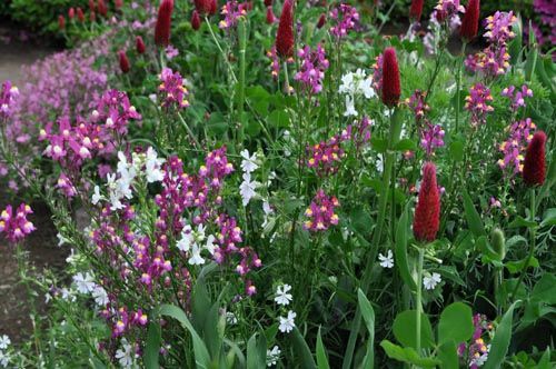 想定外のワイルドフラワー花壇 Alex S Garden Party