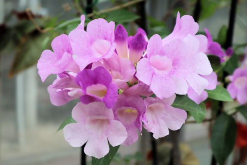 ニンニクカズラ Alex S Garden Party