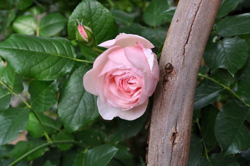 ★ペリロコ★ バラ(^^) fa17ca92d62488853d672888624245