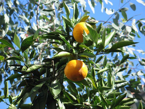 温州みかんの木　目隠し　植木　庭木　ガーデニング　蜜柑の木　果樹　☆早い者勝ち☆ 温州みかん みかんの木 目隠し 植木 庭木 ガーデニング