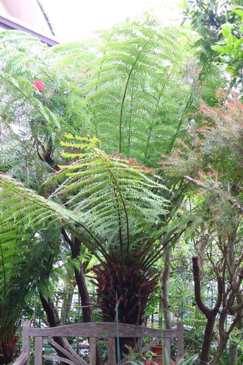 引き取り限定　ディクソニアに着生したアカシア　変わり株　オージープランツ 引き取り限定 ディクソニアに着生したアカシア 変わり株 オージープランツ