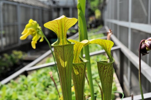 マニアックな食虫植物 : Alex's Garden Party♪