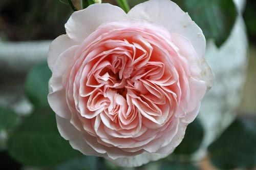 ★ペリロコ★ バラ(^^) ヘリテージ：薔薇の王子様じゃなくてオジサマを目指して♪ vol8