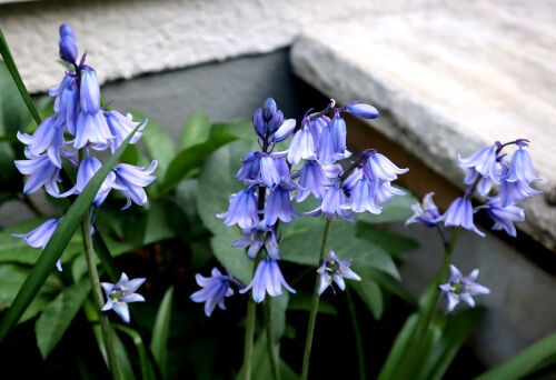 Alexの「お薦めの植物シリーズ」B、初夏の花 ５、シラーカンパニュラ