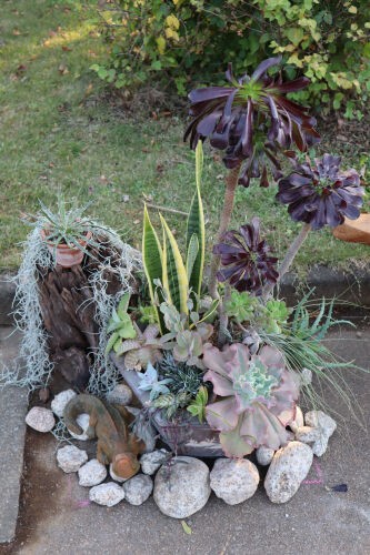 多肉植物の寄せ植え（上級編） Alex's Garden Lesson 3 : Alex's