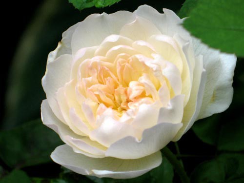 竹と薔薇の庭 : Alex's Garden Party♪