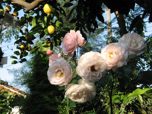 ヘリテージ：薔薇の王子様じゃなくてオジサマを目指して♪ vol8