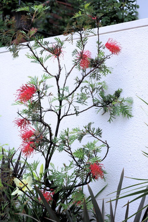 グレビリア 赤花 植木鉢 約1メートル「ロビンゴードン」 グレビリア 赤花 植木鉢 約1メートル「ロビンゴードン」