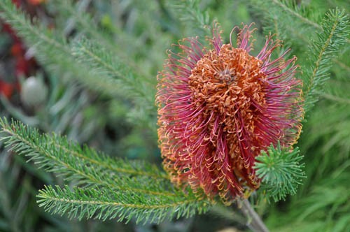 バンクシアがホームセンターにも : Alex's Garden Party♪