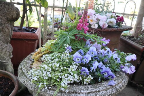 spring.has.come様　おまとめ　マリボウル　アラビアスパイス おきがえ】えっくす☆きゅーと『Star Sprinkles / Moon Cat Aika