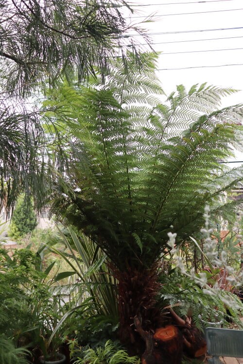 プレゼントします・・ディクソニアの胞子 : Alex's Garden Party♪