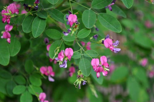 秋の草花 Amazon.co.jp: 秋蒔き一年草＊花の種各20粒 : ホビー
