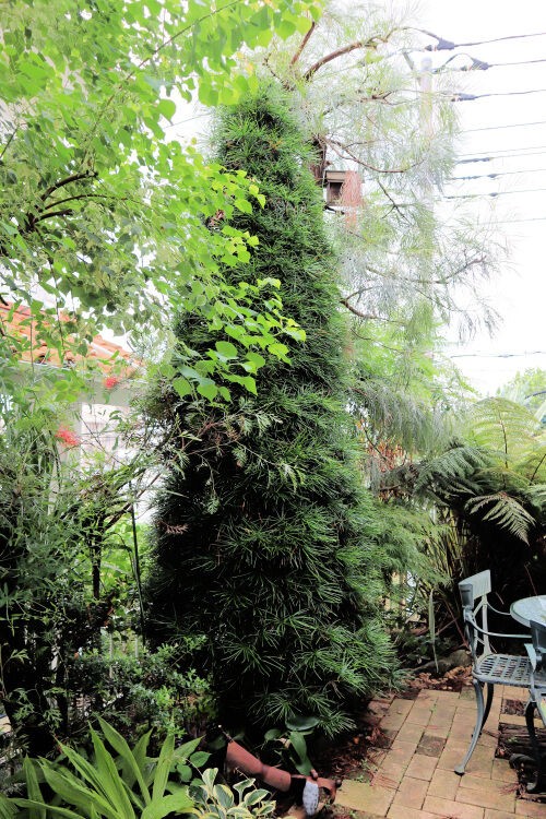 コウヤマキ 我が家の庭木 ４７ Alex S Garden Party