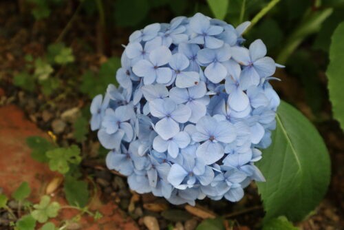 今朝の庭の紫陽花10種 : Alex's Garden Party♪