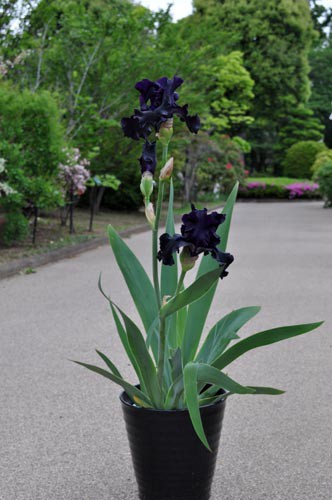 122）黒花・・ジャーマンアイリス : Alex's Garden Party♪
