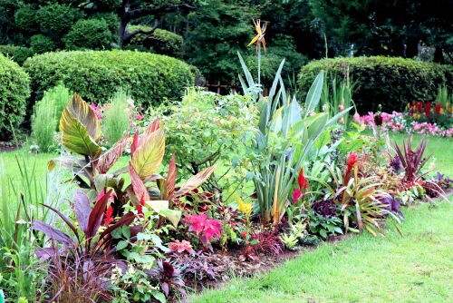 トロピカル花壇（2）・・・花壇に使える熱帯原産植物 : Alex's