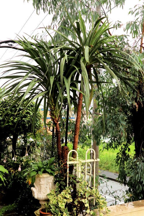 【流行】コルジリネ オーストラリス(ニオイシュロラン)《2ヘッド・Ｈ＝約1.75m》18 観葉植物